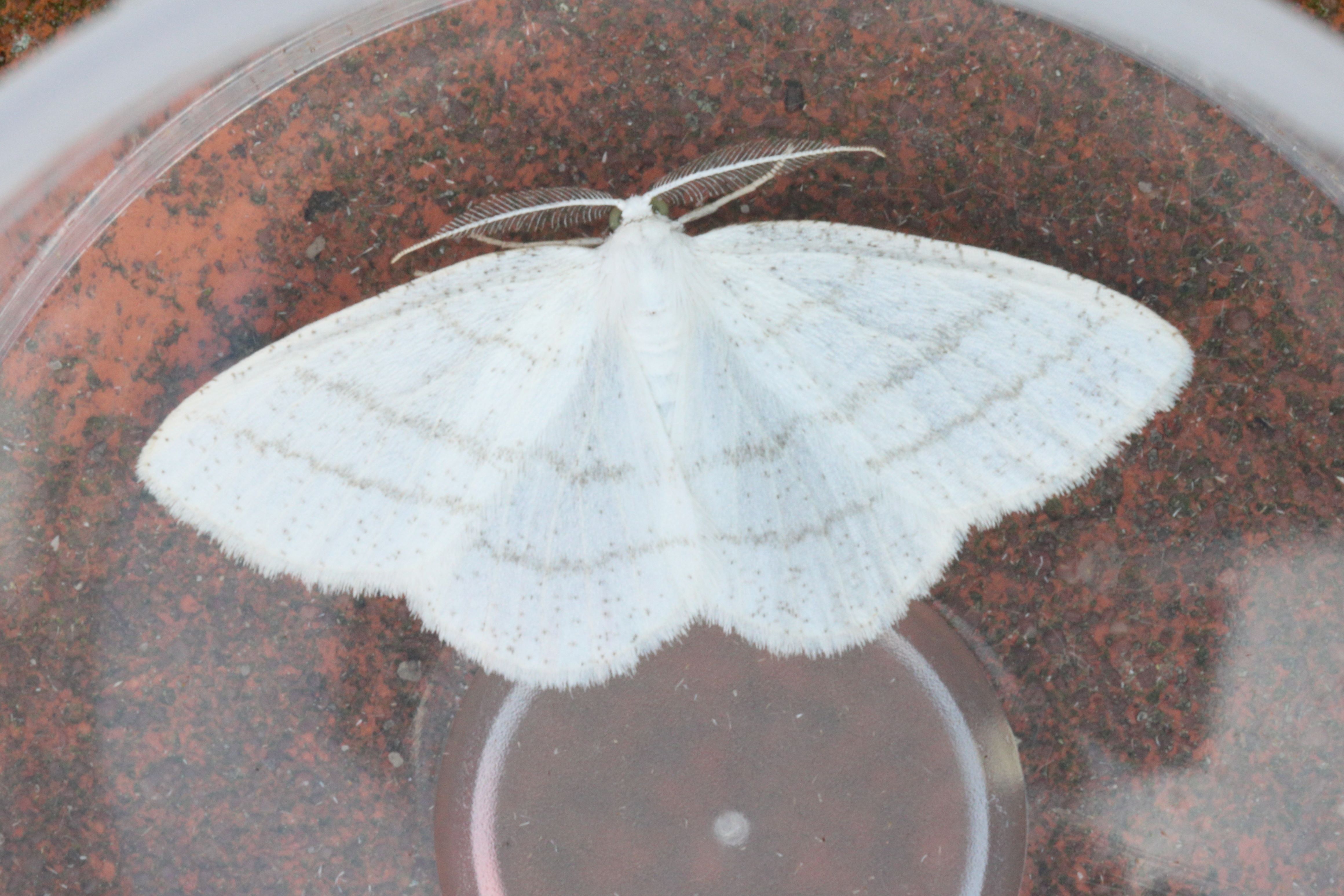 Photo of Common White Wave (Cabera pusaria)